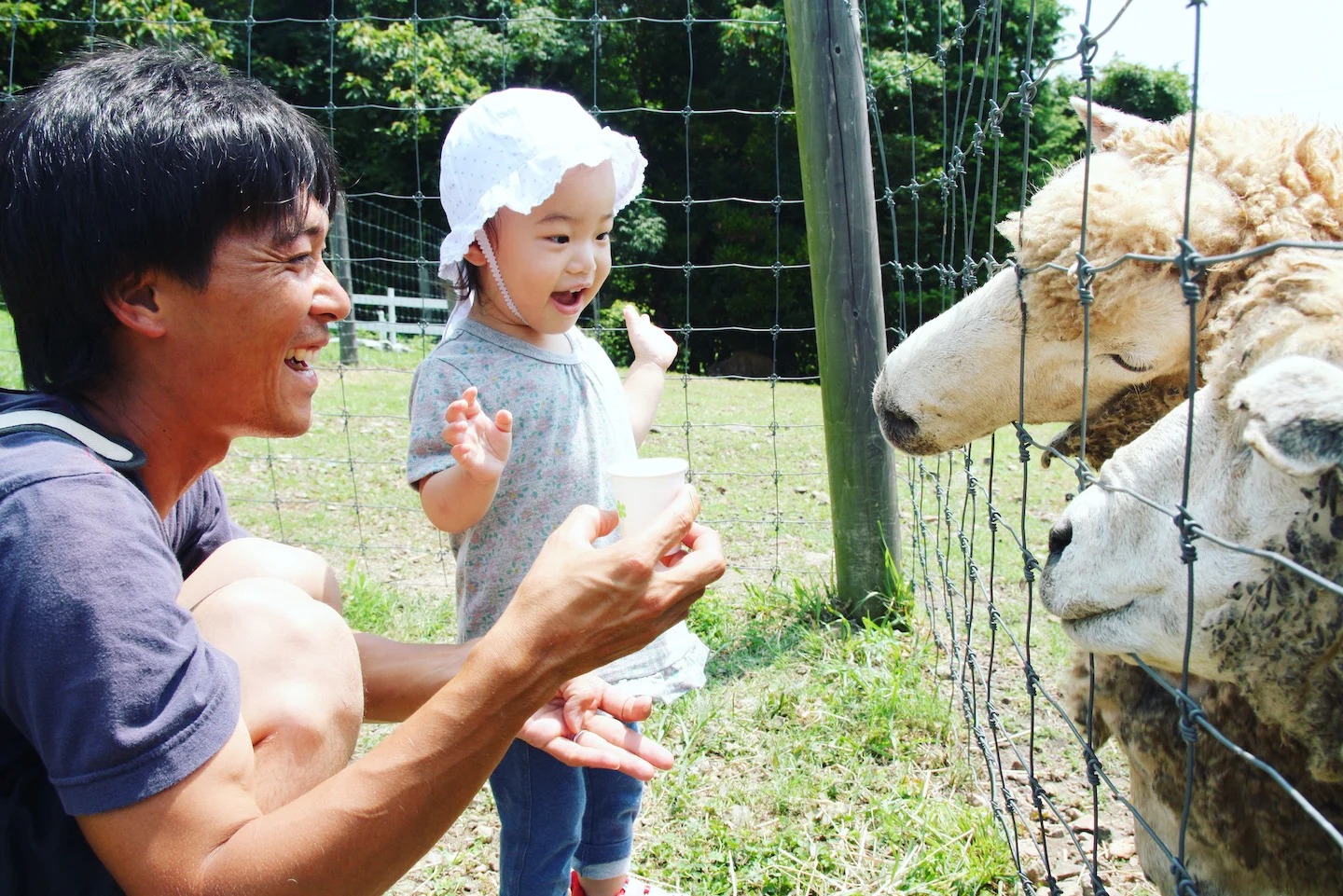 ひつじみかん牧場