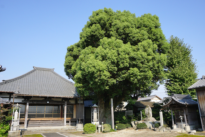 薬師寺の大楠・鯏浦城跡
