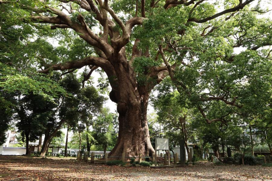岡宮浅間神社のクス